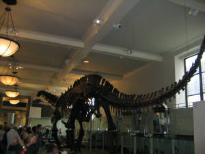 dino.jpg