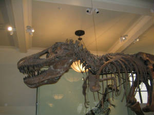 dino2.jpg